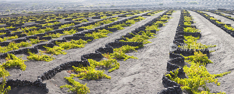 La Geria火山葡萄酒谷